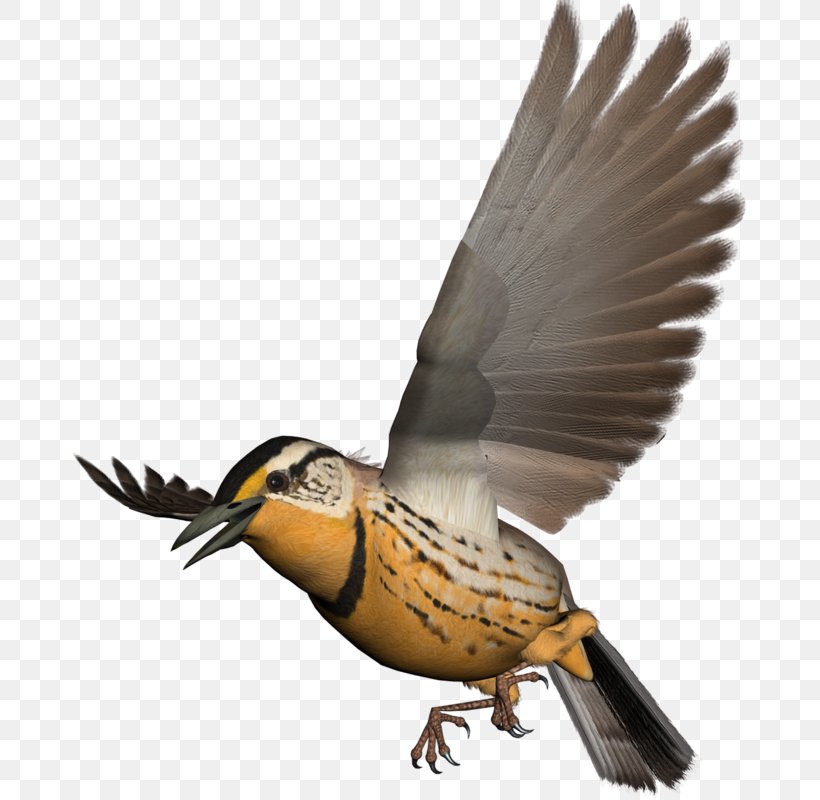 Bird Beak, PNG, 675x800px, Bird, Aile, Animal, Beak, Bird Of Prey Download Free