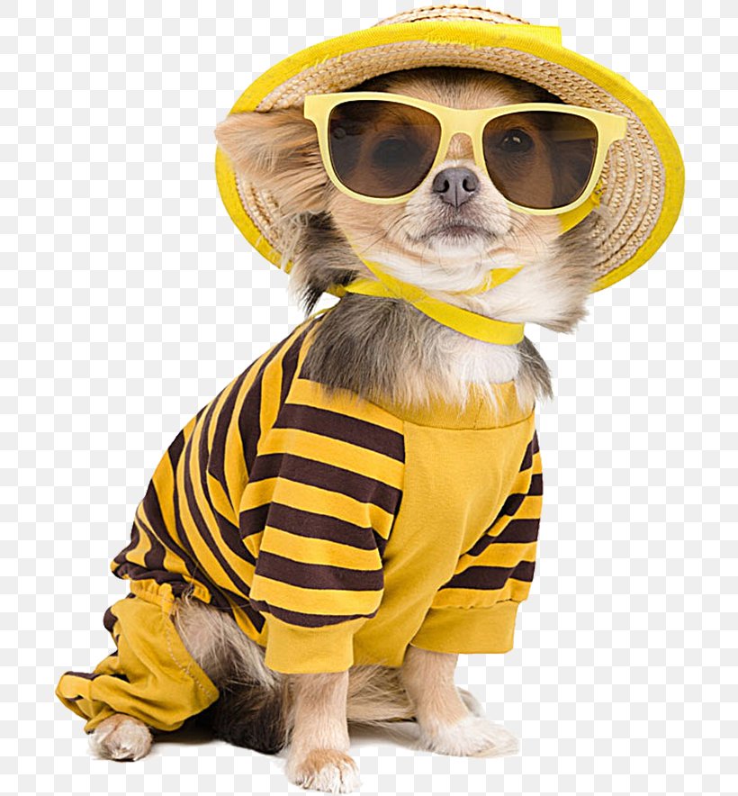 Chihuahua Puppy T-shirt Stock Photography Sunglasses, PNG, 709x884px, Chihuahua, Carnivoran, Clothing, Dog, Dog Breed Download Free