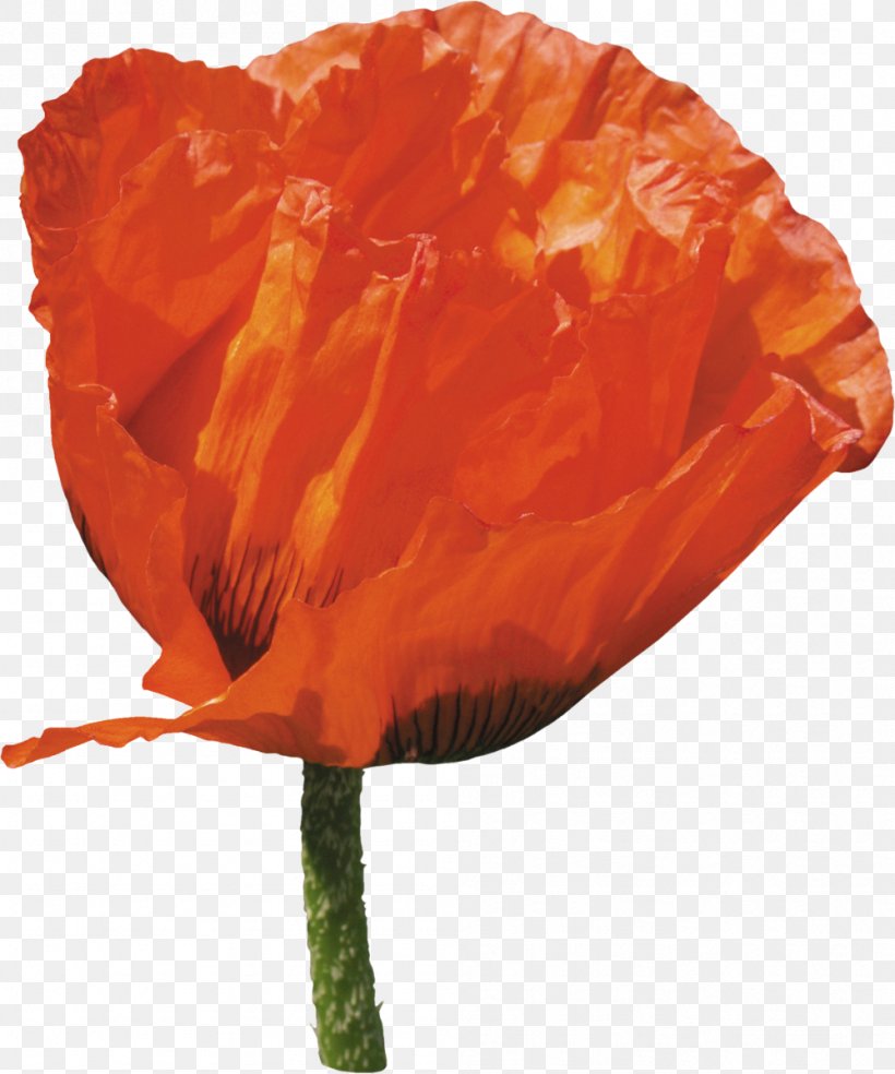Common Poppy Flower, PNG, 999x1200px, Poppy, Common Poppy, Coquelicot, Flower, Flowering Plant Download Free