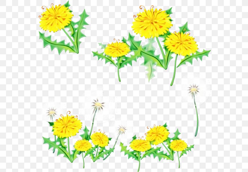 Flower Yellow Chamomile Mayweed Plant, PNG, 600x571px, Watercolor, Camomile, Chamomile, Dandelion, Flower Download Free
