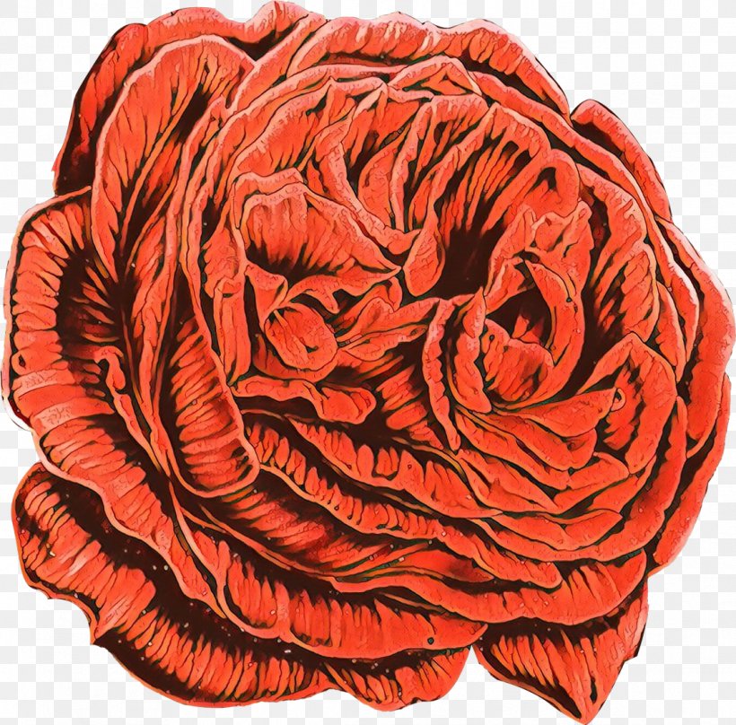 Garden Roses, PNG, 1113x1097px, Cartoon, Cut Flowers, Flower, Garden Roses, Orange Download Free