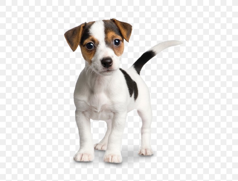 Jack Russell Terrier Parson Russell Terrier Puppy Chihuahua, PNG, 546x624px, Jack Russell Terrier, Beagle, Brazilian Terrier, Carnivoran, Chihuahua Download Free