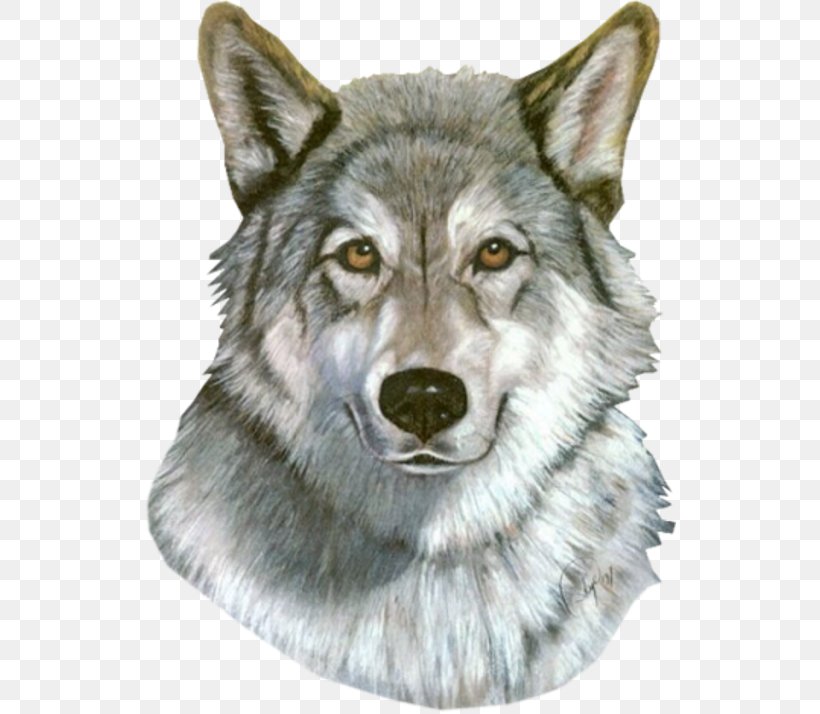 Saarloos Wolfdog Tamaskan Dog Utonagan Coyote Alaskan Tundra Wolf, PNG, 532x714px, Saarloos Wolfdog, Alaskan Tundra Wolf, Animal, Arctic Wolf, Canis Download Free