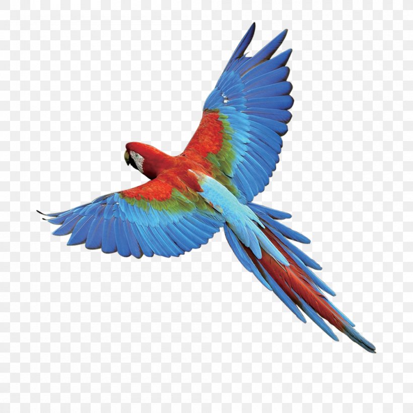 Bird Paper Flyer, PNG, 1000x1000px, Bird, Beak, Bird Flight, Common Pet Parakeet, Common Starling Download Free