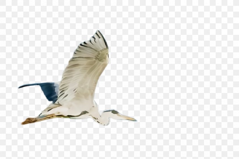 Feather, PNG, 2000x1336px, Watercolor, Beak, Bird, Cranelike Bird, European Herring Gull Download Free