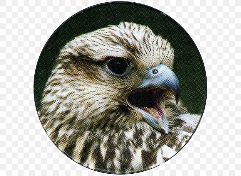Hawk Bird Of Prey Saker Falcon, PNG, 600x600px, Hawk, Beak, Bird, Bird Of Prey, Buzzard Download Free