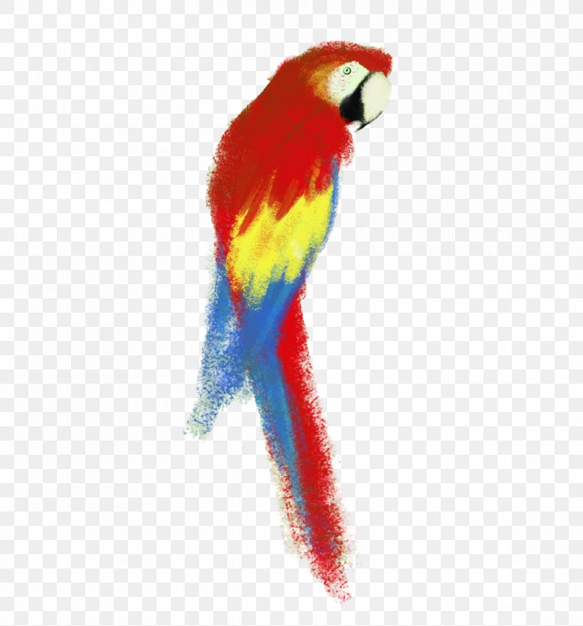 Parrot Budgerigar Lovebird Macaw, PNG, 1165x1252px, Parrot, Animal, Animation, Beak, Bird Download Free