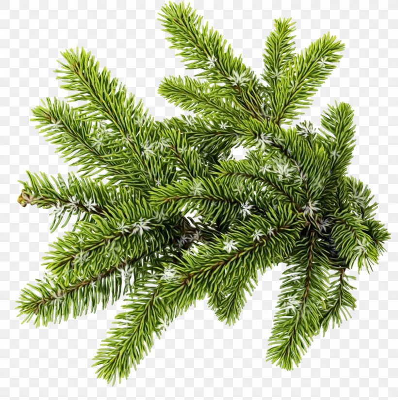 Shortleaf Black Spruce Columbian Spruce Balsam Fir White Pine Tree, PNG, 1270x1280px, Watercolor, Balsam Fir, Canadian Fir, Columbian Spruce, Jack Pine Download Free