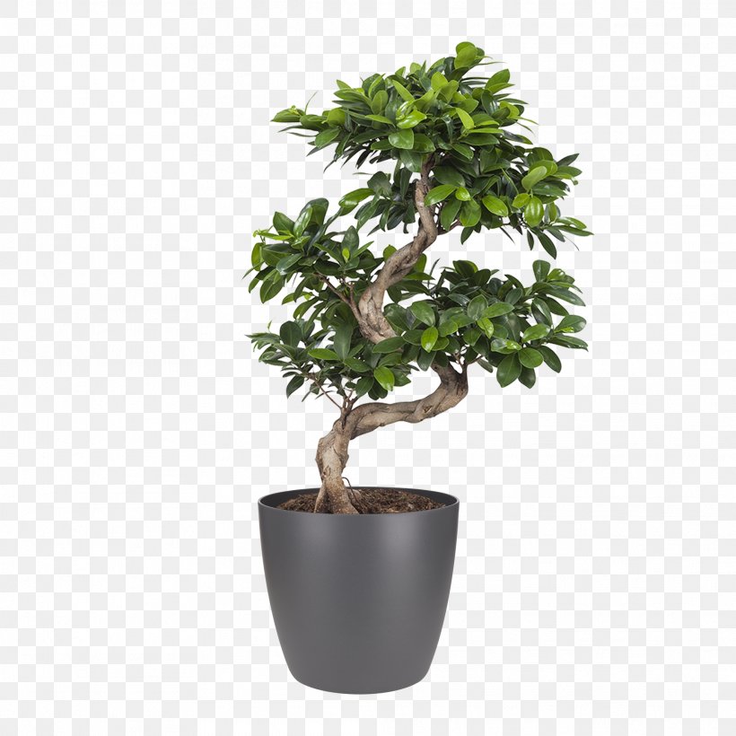Trees Cartoon, PNG, 1972x1972px, Ficus Microcarpa, Bonsai, Chinese Elm, Chinese Sweet Plum, Climbing Fig Download Free