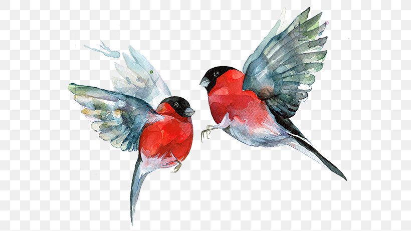Bird Red Beak, PNG, 600x461px, Bird, Animal, Beak, Bird Of Prey, Color Download Free