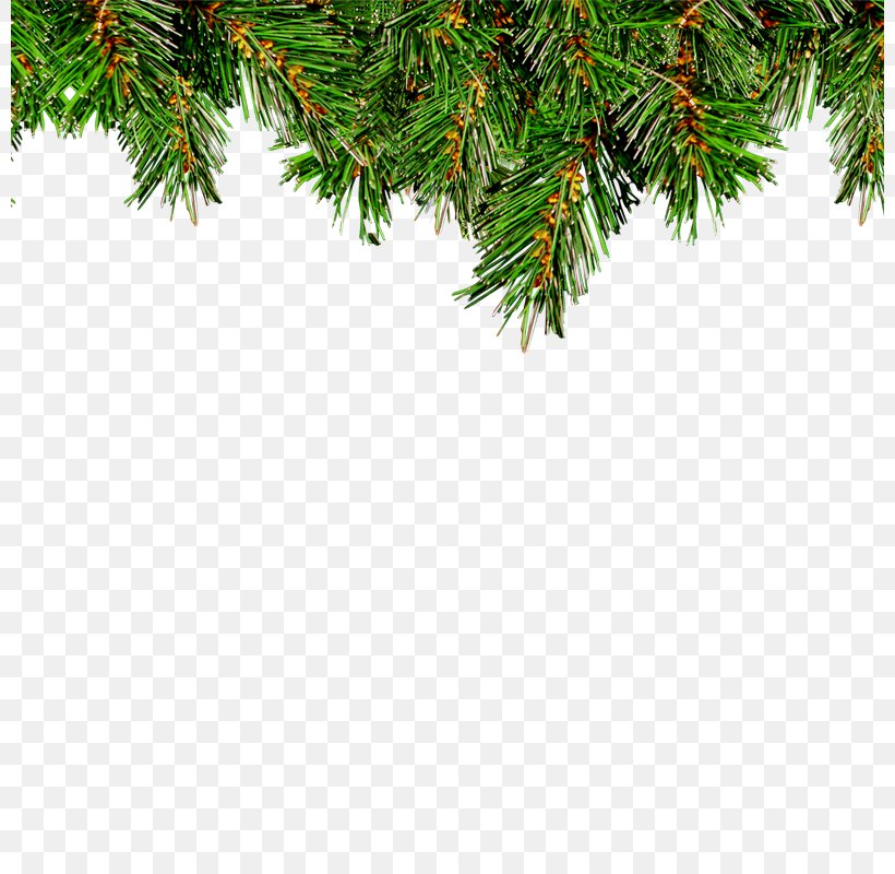 Christmas Tree Leaf Christmas Ornament, PNG, 800x800px, Christmas, Bell, Branch, Christmas Decoration, Christmas Eve Download Free