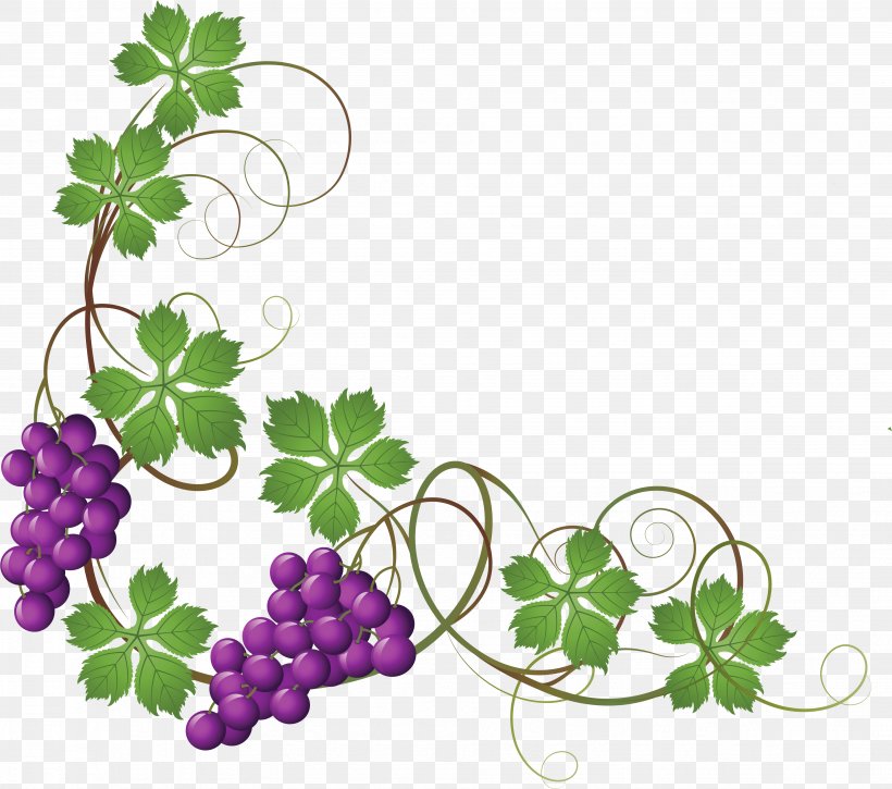 Common Grape Vine Clip Art Wine Grape Leaves, PNG, 3882x3435px, Common Grape Vine, Clover, Flower, Flowering Plant, Fruit Download Free