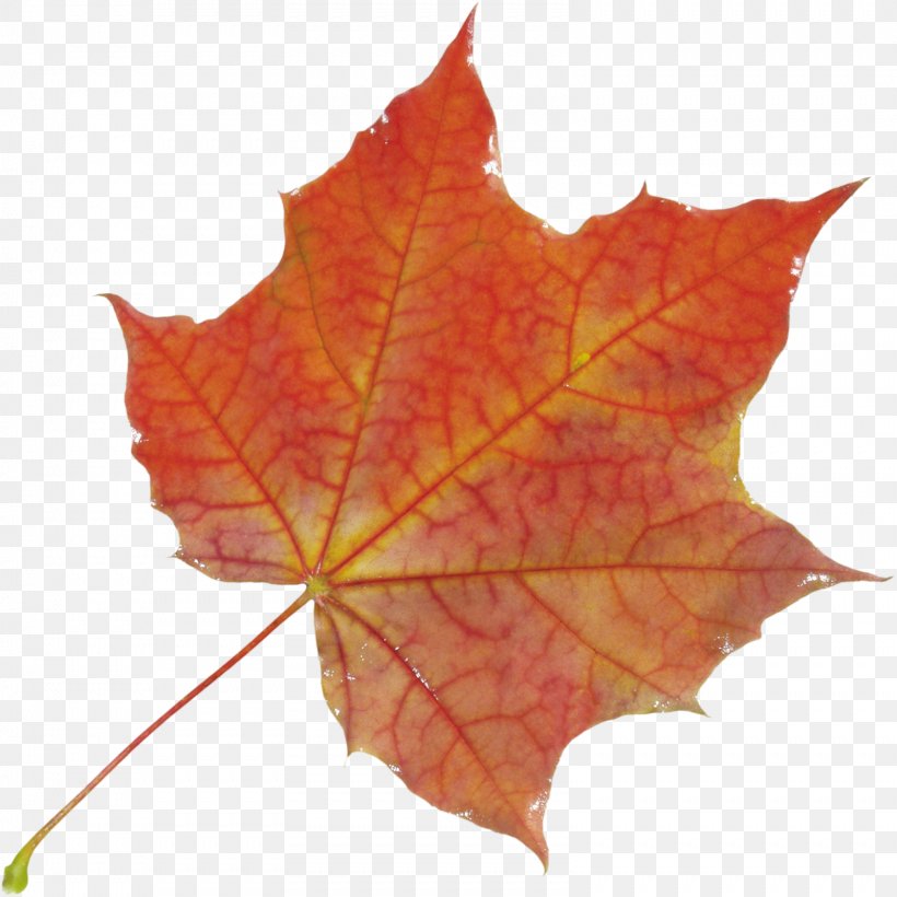 Maple Leaf, PNG, 1599x1600px, Leaf, Black Maple, Deciduous, Maple Leaf, Orange Download Free