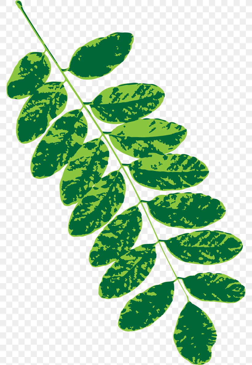 Plant Stem Branch Leaf Subshrub Herbal Medicine, PNG, 778x1186px, Plant Stem, Biology, Branch, Herbal Medicine, Leaf Download Free