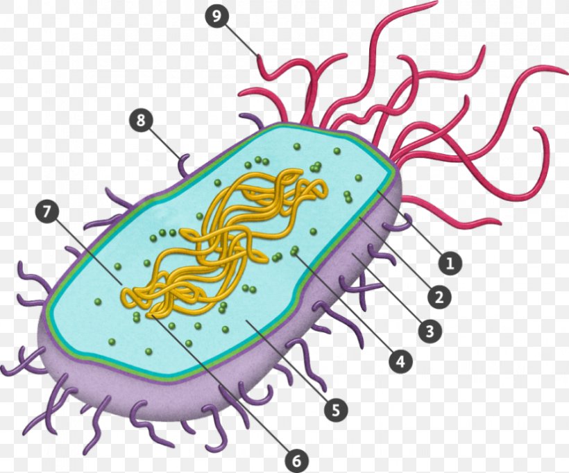 Prokaryote Eukaryote Bacterial Cell Structure Cell Nucleus, PNG, 823x685px, Prokaryote, Area, Artwork, Bacteria, Bacterial Cell Structure Download Free