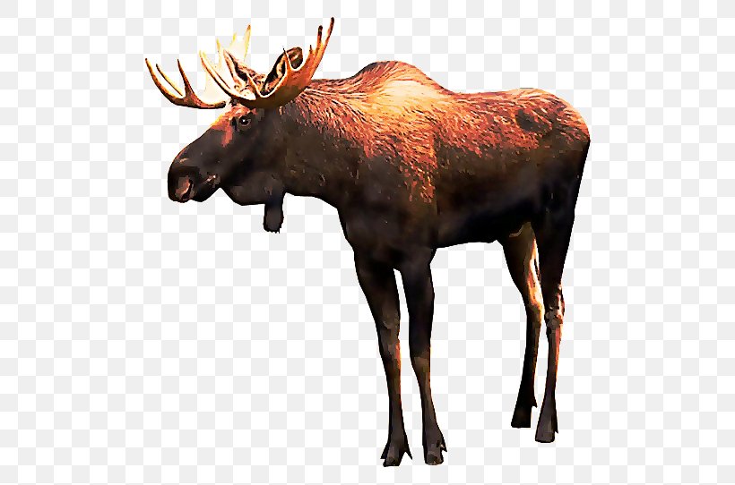 Reindeer, PNG, 500x542px, Moose, Antler, Deer, Elk, Fawn Download Free