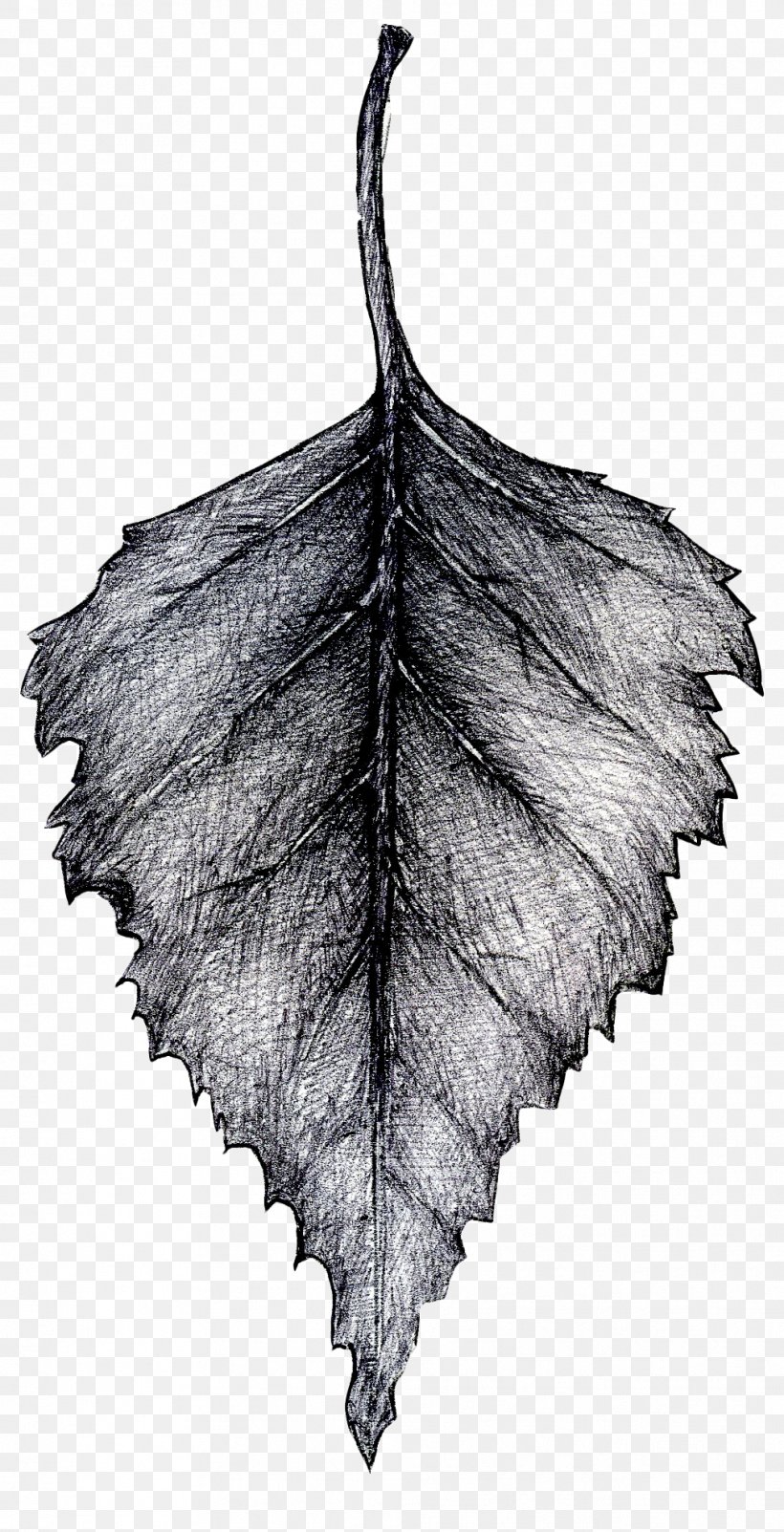 Twig Leaf Tree Of Life, PNG, 1009x1973px, Twig, Beech, Birch, Black And White, British Empire Download Free