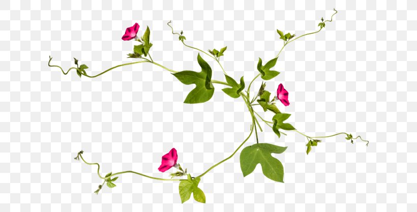 Vine Plant Drawing Flower, PNG, 670x417px, Vine, Art, Branch, Drawing, Flora Download Free
