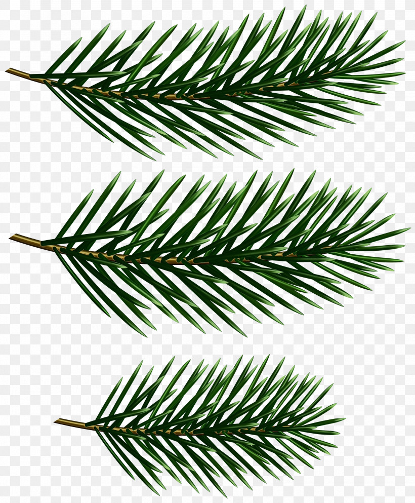 White Pine Yellow Fir Branch Columbian Spruce Shortleaf Black Spruce, PNG, 2477x3000px, Watercolor, Branch, Canadian Fir, Columbian Spruce, Jack Pine Download Free