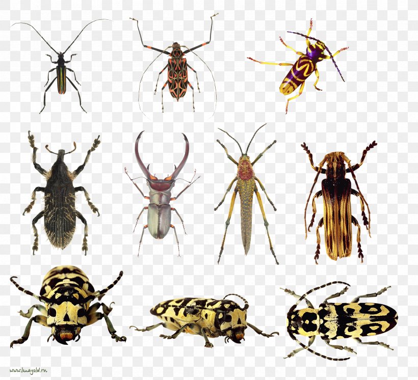 Beetle Weevil Fly Clip Art, PNG, 2357x2145px, Bee, Animal, Arthropod, Beetle, Fauna Download Free