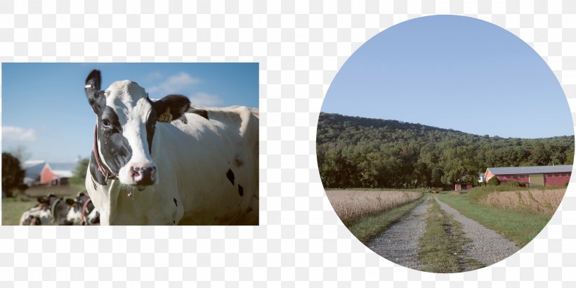 Berks County, Pennsylvania Horse Stock Photography Mode Of Transport Cattle, PNG, 2222x1111px, Berks County Pennsylvania, Cattle, City, County, Grass Download Free