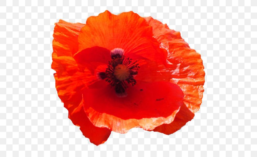 Common Poppy Flower Remembrance Poppy California Poppy, PNG, 500x500px, Poppy, California Poppy, Common Poppy, Coquelicot, Flower Download Free