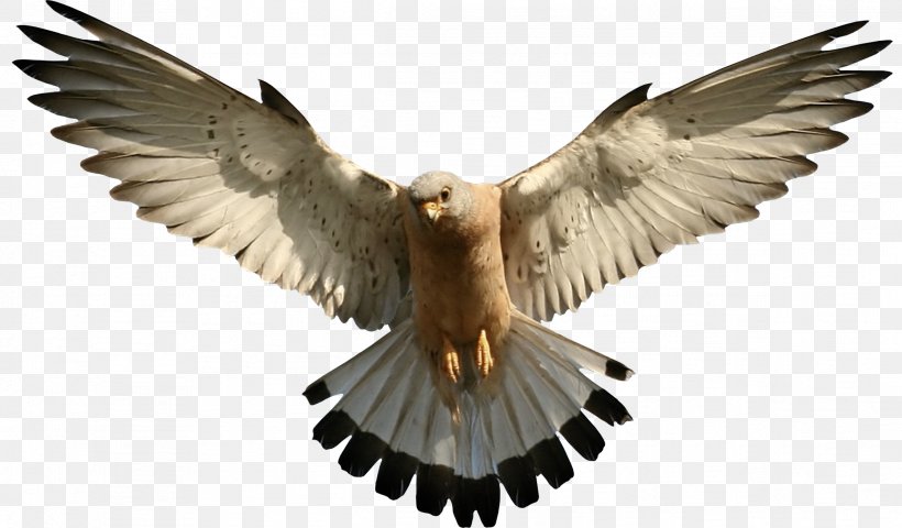 Falcon Clip Art, PNG, 2392x1401px, Bird, Accipitriformes, Beak, Bird Of Prey, Buzzard Download Free