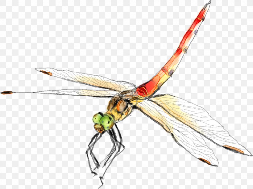 Insect Dragonfly Graphic Design, PNG, 1119x836px, Insect, Arthropod, Dragonfly, Fly, Google Images Download Free