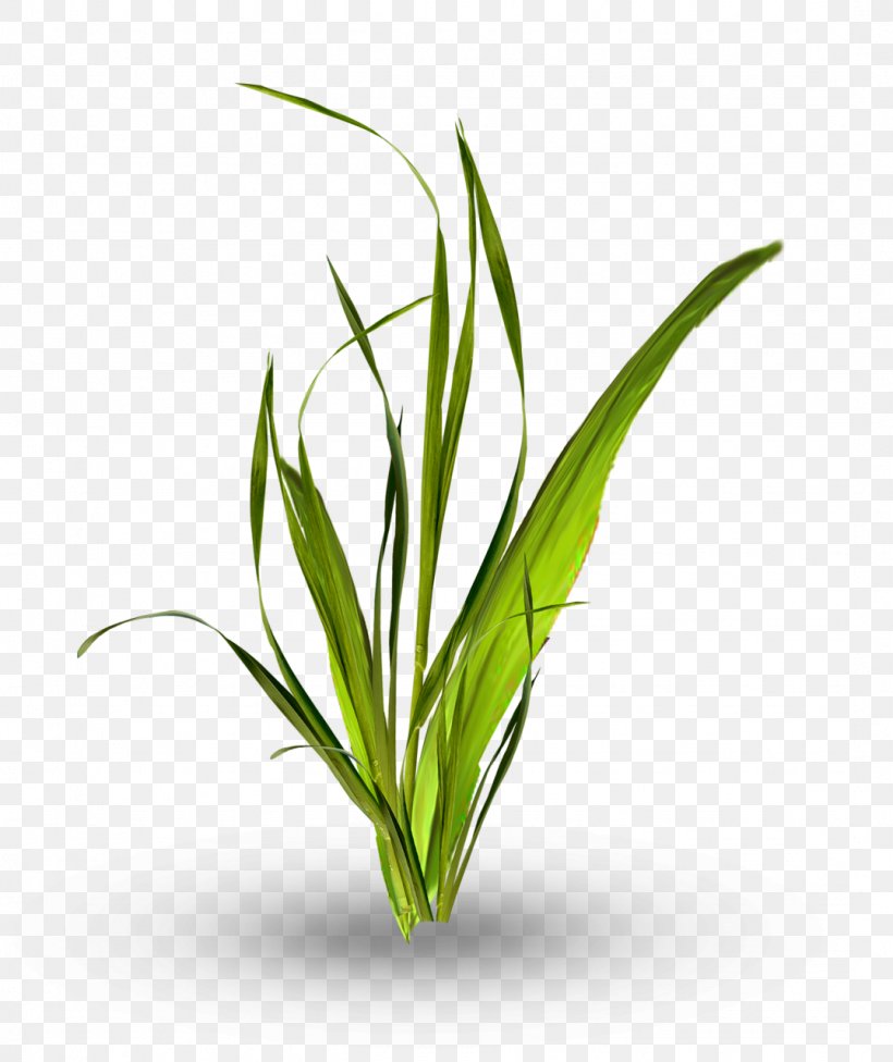 Leaf Grasses Image Plants, PNG, 1075x1280px, Leaf, Aquarium Decor, Branch, Commodity, Flower Download Free