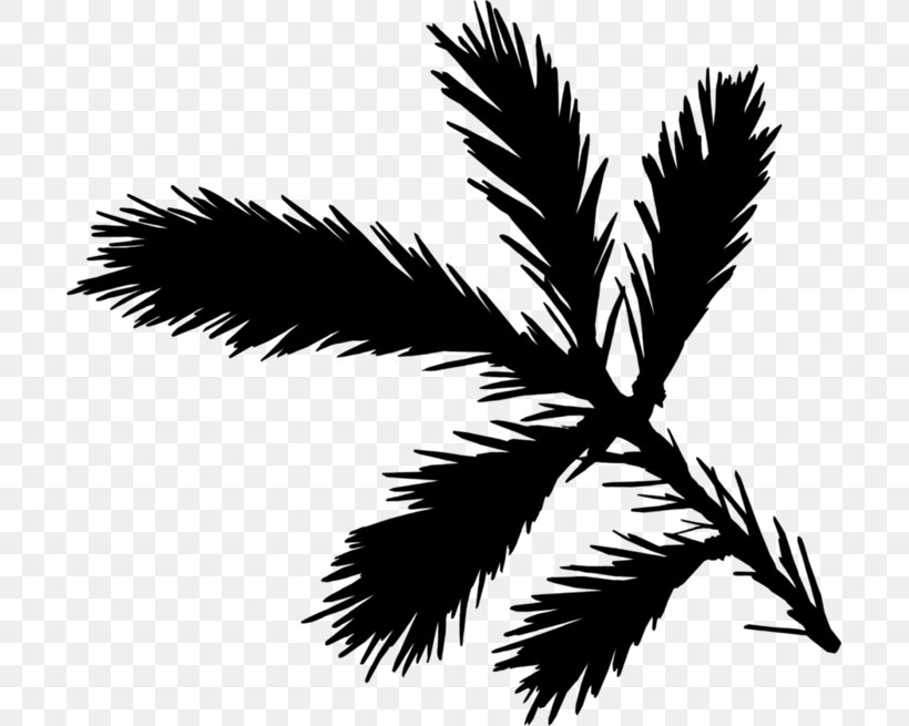 Palm Trees Black & White, PNG, 699x655px, Palm Trees, Black White M, Blackandwhite, Botany, Branch Download Free