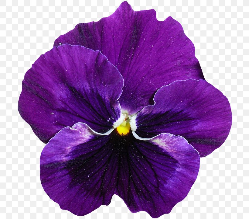 Pansy Purple Violet Clip Art, PNG, 714x720px, Pansy, Color, Flower, Flowering Plant, Lavender Download Free