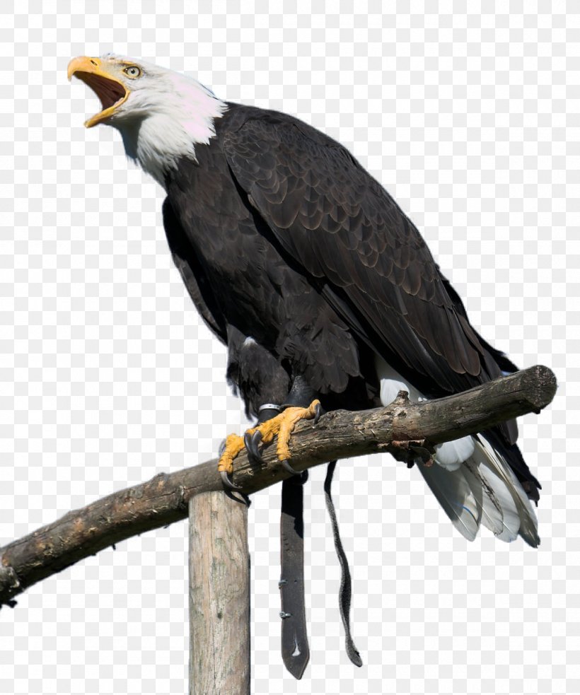 Bald Eagle White-tailed Eagle Bird Golden Eagle, PNG, 1200x1439px, Bald Eagle, Accipitriformes, Beak, Bird, Bird Of Prey Download Free