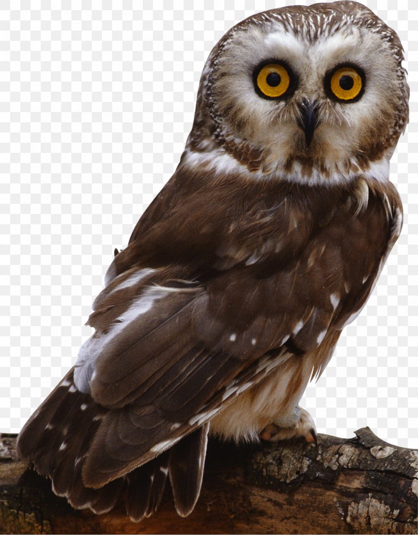 Barn Owl Bird Columbidae, PNG, 971x1244px, Owl, Animal, Barn Owl, Beak, Bird Download Free