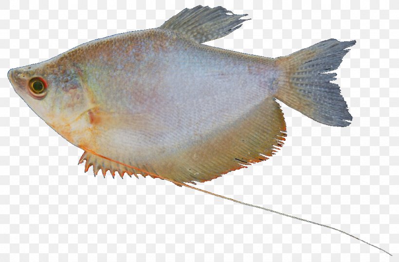 Freshwater Fish Fresh Water Ornamental Fish Bluespot Mullet, PNG, 1024x672px, Freshwater Fish, Aquariums, Brackish Water, Catfish, Clarias Download Free
