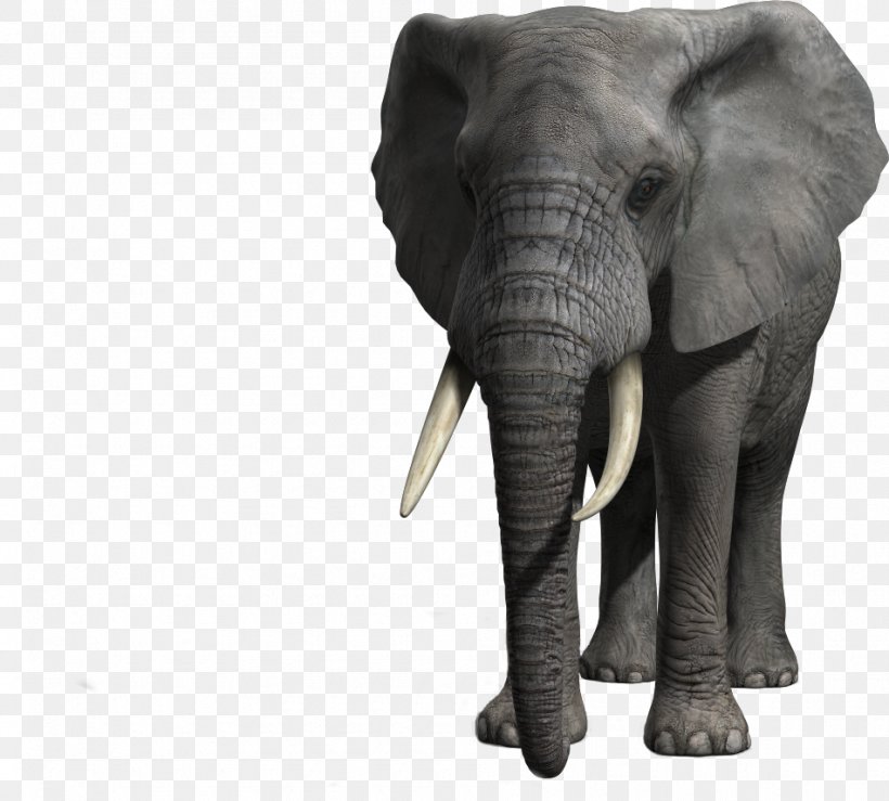 Indian Elephant African Elephant Tusk Wildlife, PNG, 950x857px, Indian Elephant, African Elephant, Animal, Elephant, Elephants And Mammoths Download Free