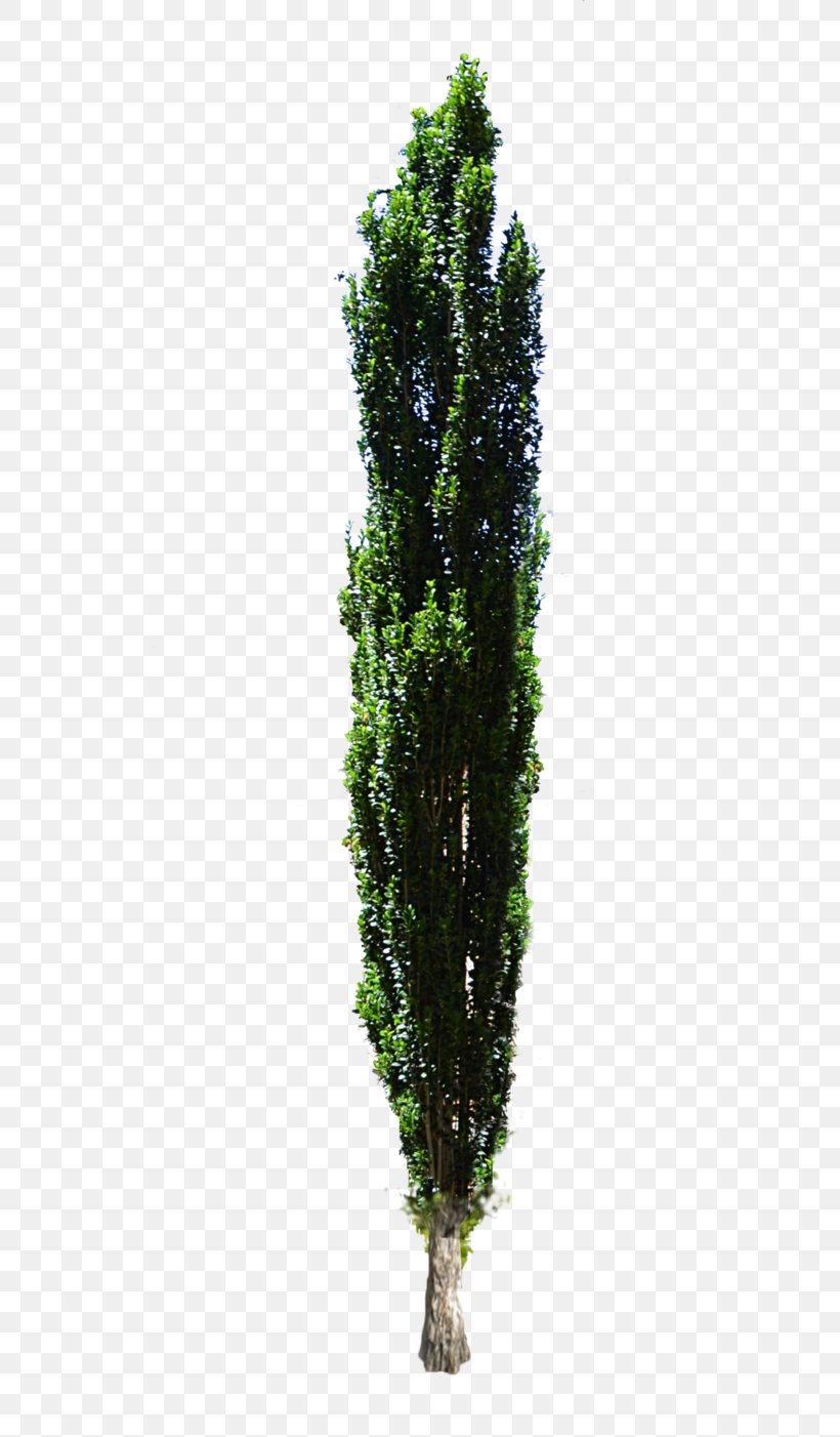 Mediterranean Cypress Tree Shrub Evergreen, PNG, 569x1402px, Mediterranean Cypress, Cupressus, English Yew, Evergreen, Grass Download Free