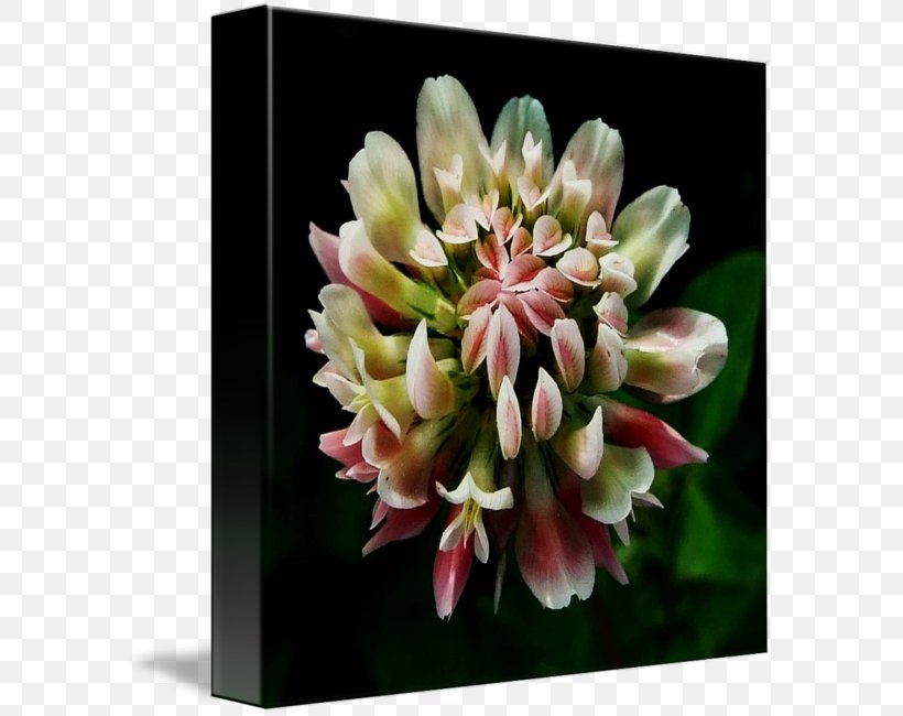 Petal Floristry Gallery Wrap Cut Flowers Canvas, PNG, 589x650px, Petal, Ace Of Diamonds, Art, Canvas, Cut Flowers Download Free