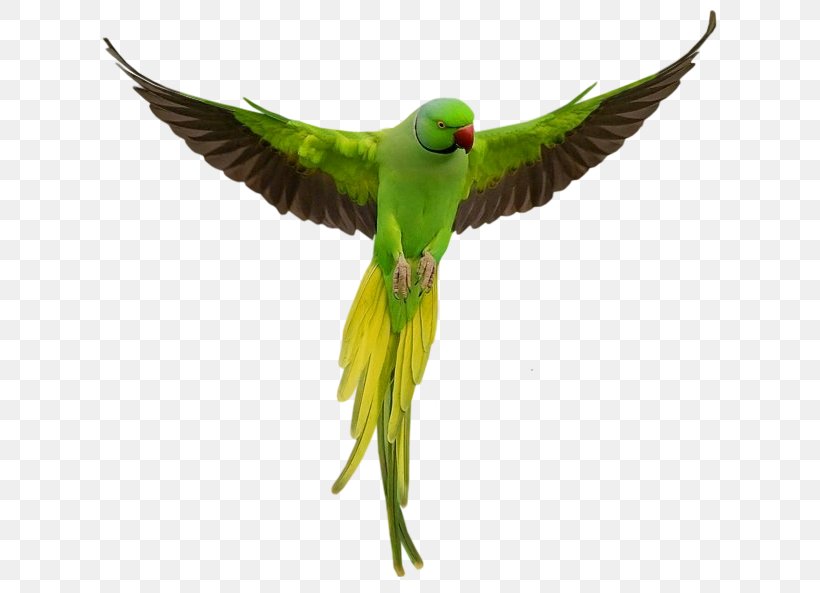 Rose-ringed Parakeet Parrot Lovebird Budgerigar, PNG, 648x593px, Roseringed Parakeet, Animal, Beak, Bird, Budgerigar Download Free