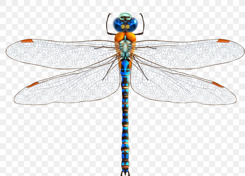 Dragonfly Drawing Clip Art, PNG, 836x602px, Dragonfly, Arthropod, Dragonflies And Damseflies, Drawing, Insect Download Free