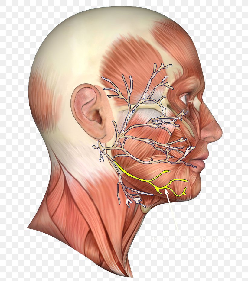 Jaw Facial Nerve Chin Muscle, PNG, 800x930px, Watercolor, Cartoon, Flower, Frame, Heart Download Free
