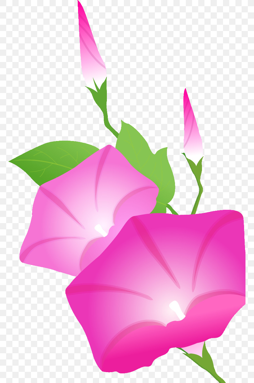 Morning Glory Summer Flower, PNG, 766x1236px, Morning Glory, Biology, Computer, Herbaceous Plant, Leaf Download Free