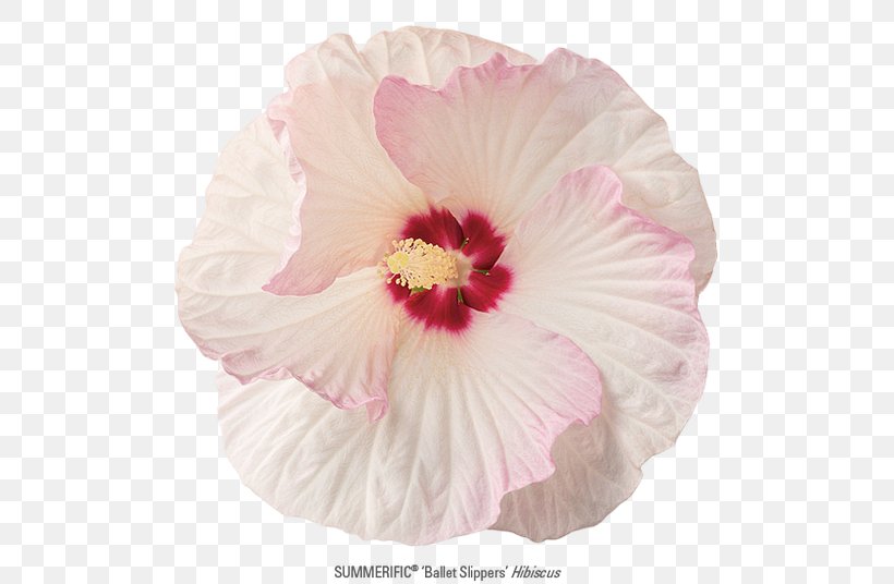 Rosemallows Rose Family Petal Pink M, PNG, 507x536px, Rosemallows, Family, Flower, Flowering Plant, Herbaceous Plant Download Free