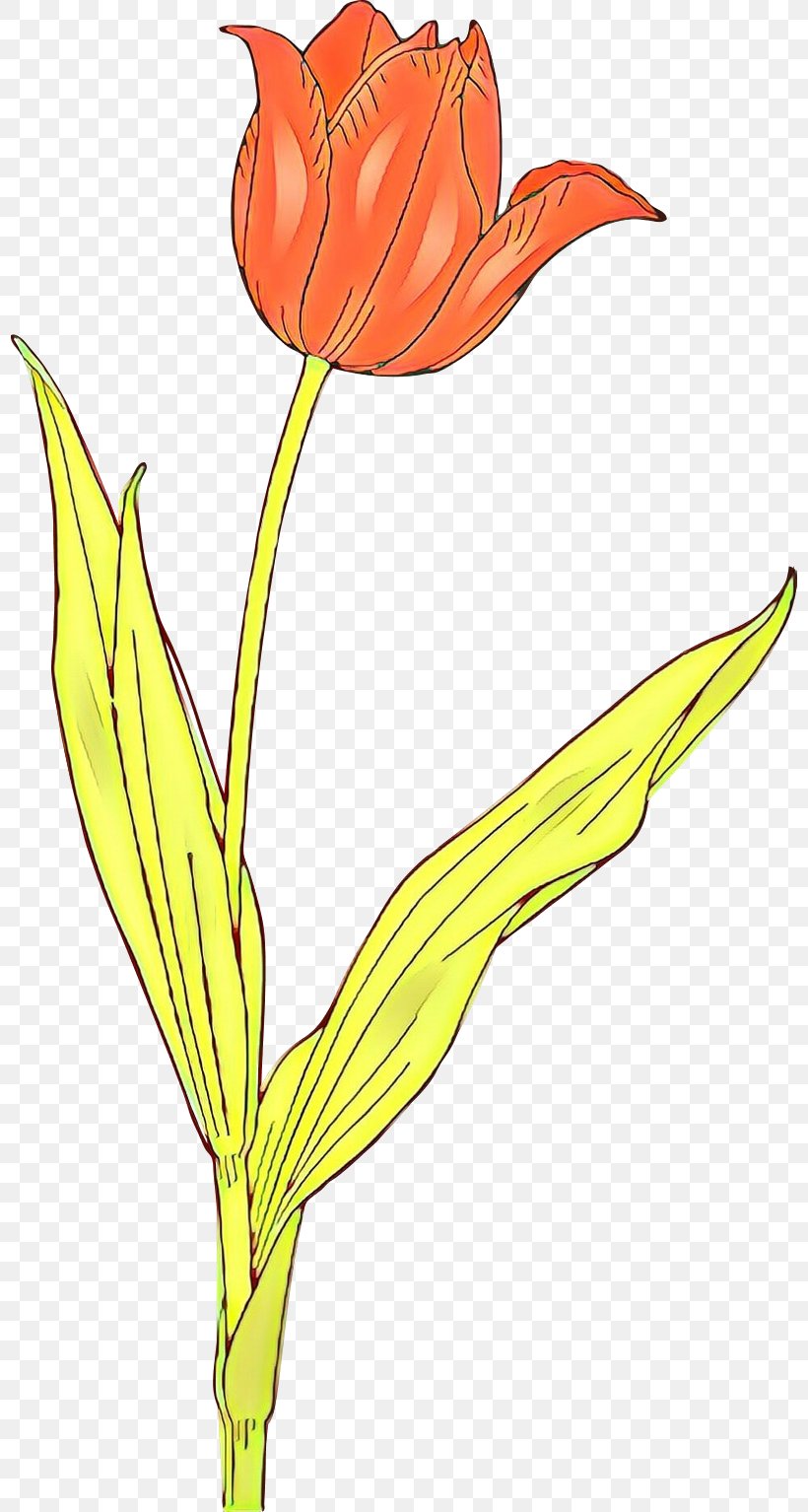 Tulip Clip Art Flower Openclipart Floral Design, PNG, 800x1534px, Tulip, Botany, Cut Flowers, Floral Design, Flower Download Free