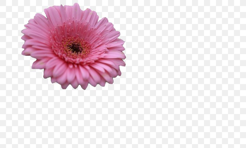 Chrysanthemum Transvaal Daisy Cut Flowers Pink M, PNG, 740x493px, Chrysanthemum, Asterales, Chrysanths, Cut Flowers, Daisy Download Free