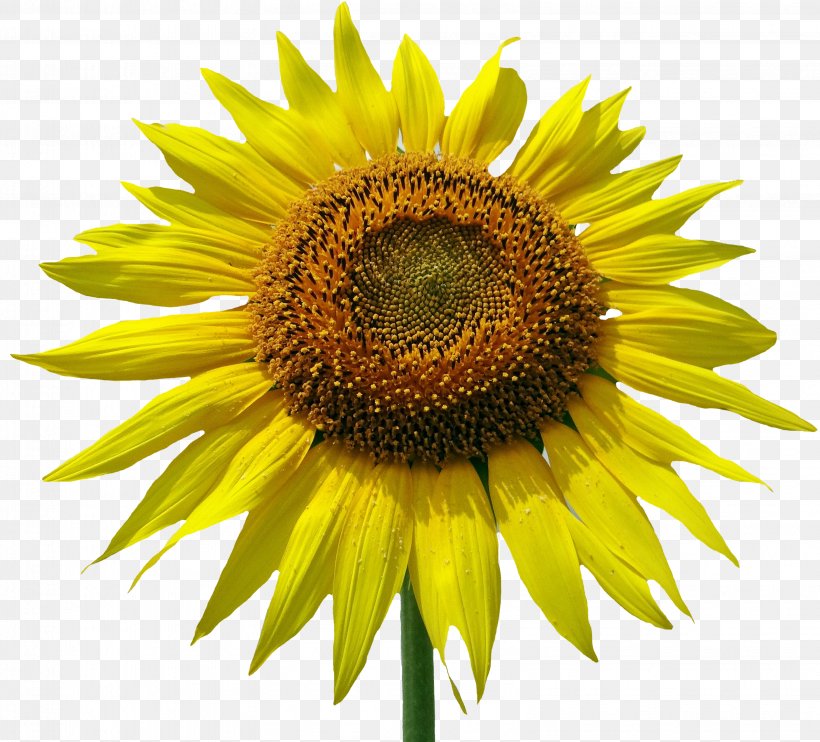 Common Sunflower Clip Art, PNG, 3193x2893px, Common Sunflower, Annual Plant, Asterales, Daisy Family, Flower Download Free