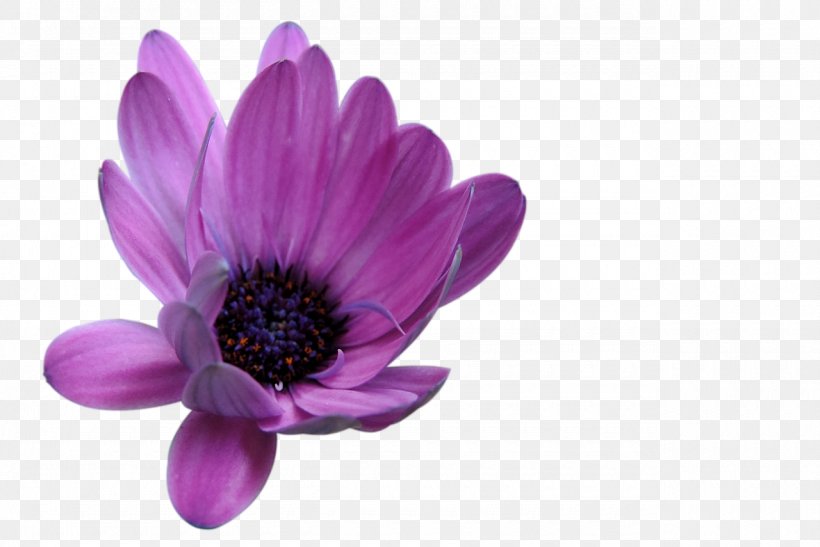 Flower Petal Pink, PNG, 1280x854px, Flower, Anemone, Common Daisy, Daisy Family, Flowering Plant Download Free