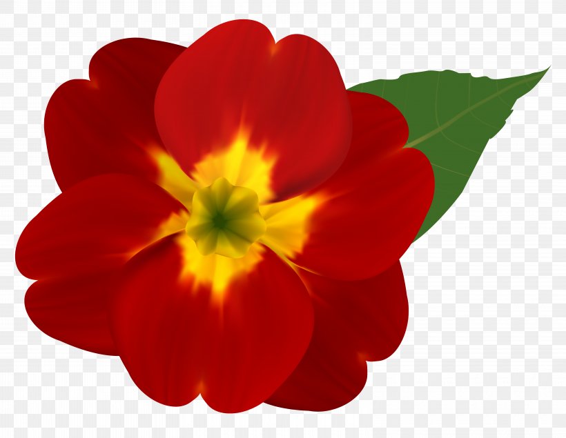 Flower Red Rose Clip Art, PNG, 6260x4855px, Flower, Annual Plant, Common Daisy, Flowering Plant, Gerber Format Download Free