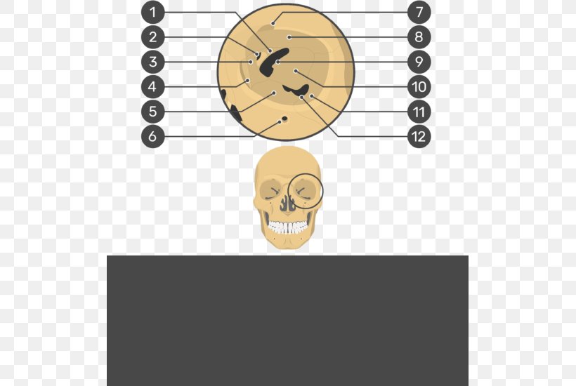 Skull Orbit Frontal Bone Anatomy Human Skeleton, PNG, 515x550px, Skull, Anatomy, Bone, Brand, Diagram Download Free