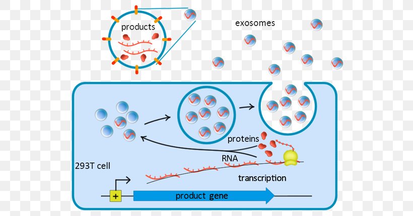 Exosome Lysosome Immune System Small Interfering RNA Cell, PNG, 613x430px, Exosome, Area, Cell, Diagram, Immune System Download Free