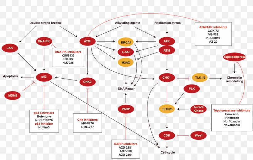 Line Point Technology, PNG, 960x611px, Point, Area, Diagram, Organization, Technology Download Free